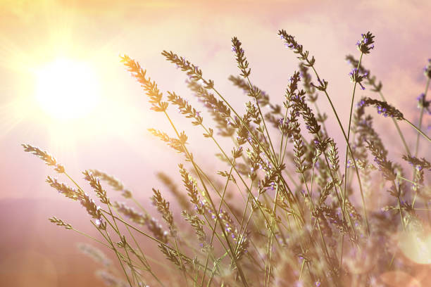 istock Spikes of lavender in bloom in field with backlit sun 1404762326