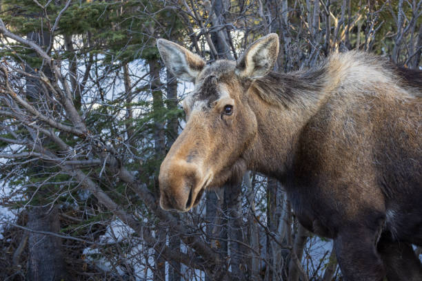 istock A Cow Moose in Alaska 1404762574