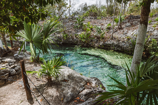 Mesmerizing crystal clear water in Cenote Mexico. Lush foliage all around.