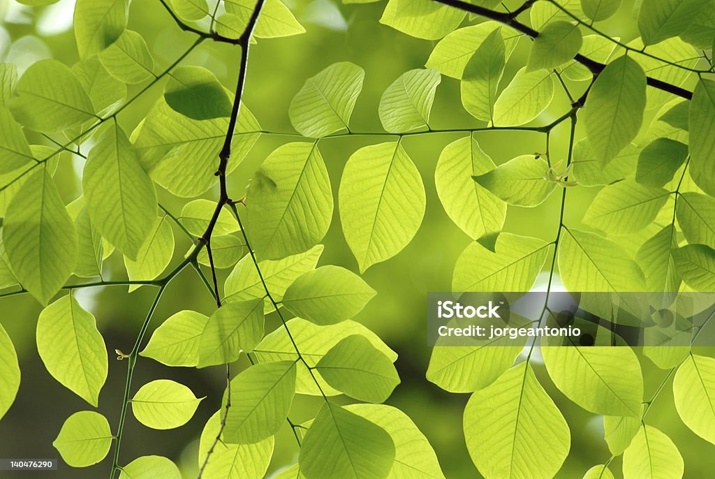 Green leaves background Green leaf background. New life, spring, American Yellow Tree Leaf Stock Photo