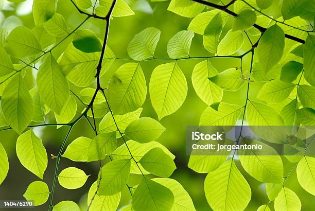 Green Leaves Background Stock Photo - Download Image Now - Leaf, Green Color, Tree