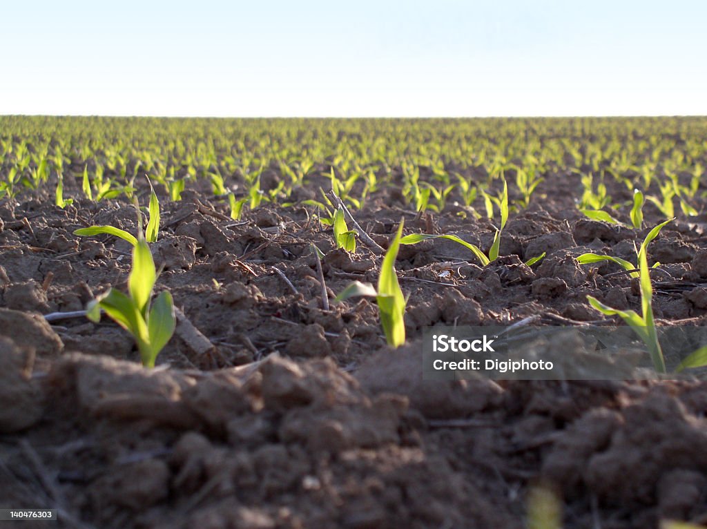 Joven en un campo de plantas - Foto de stock de Abierto libre de derechos