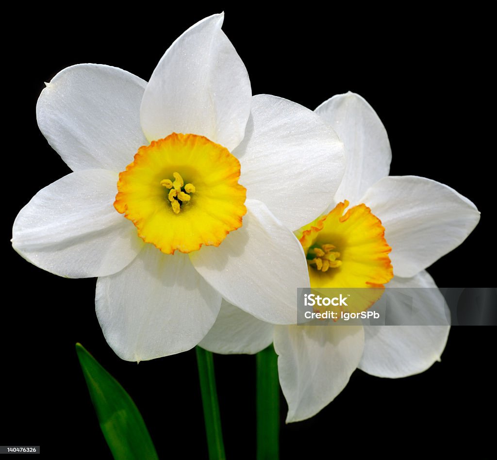 Narcissus - Foto de stock de Amarillo - Color libre de derechos