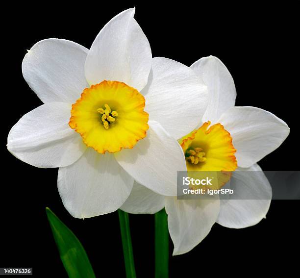 Narcissus Foto de stock y más banco de imágenes de Amarillo - Color - Amarillo - Color, Blanco - Color, Con textura