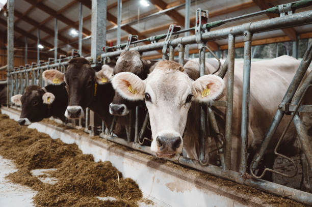 istock Sad cows at the slaughterhose 1404763374