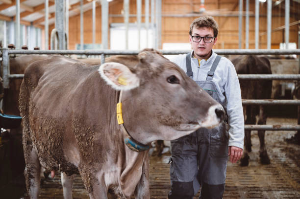 istock Man taking a cow to the slaughterhouse 1404763377