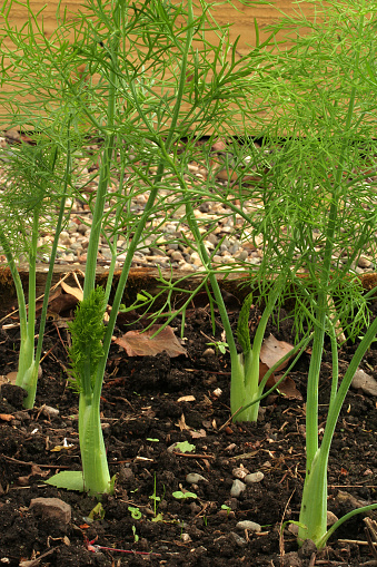 florence fennel plants growing in a raised bed