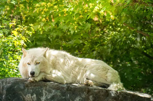 White wolf animal laying in the sun. Outdoor wildlife