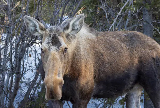 Photo of A Cow Moose in Alaska