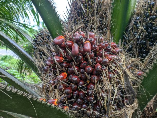 istock Ripe oil palm fruit is on the tree 1404764081