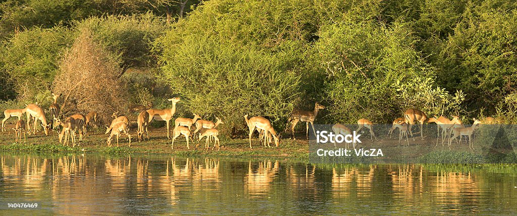 Panorama de Impala - Foto de stock de Abrevadero libre de derechos