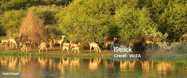 Panorama De Impala Foto de stock y más banco de imágenes de Abrevadero - Abrevadero, Impala, Agua