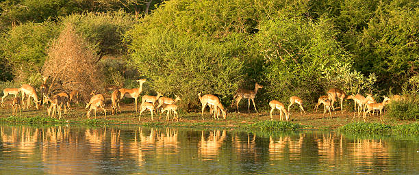 panorama da impala - kruger national park panoramic gazelle impala imagens e fotografias de stock