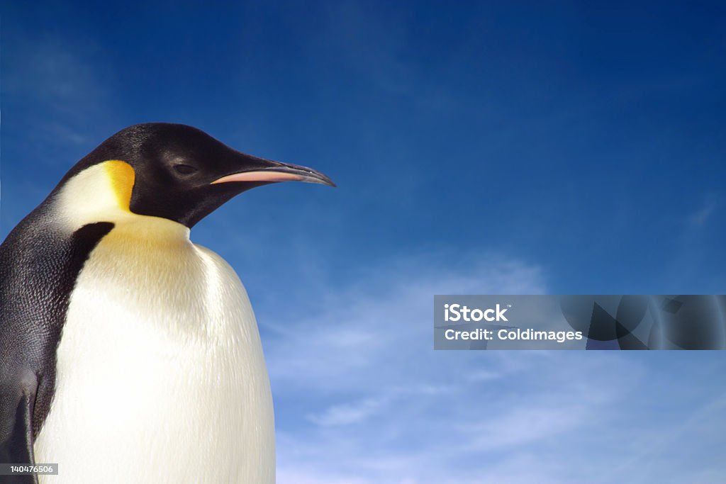 Closeup of penguin against blue sky A Portrait of an Emperor Penguin in Antarctica Emperor Penguin Stock Photo