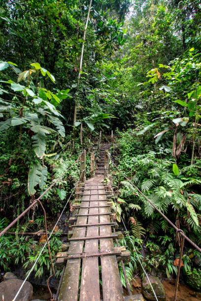 istock Wooden bridge in the Ecuadorian subtropics 1404765076