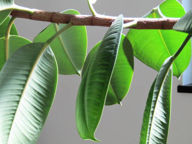 istock Ficus  in my home. Close-up. 1404765734