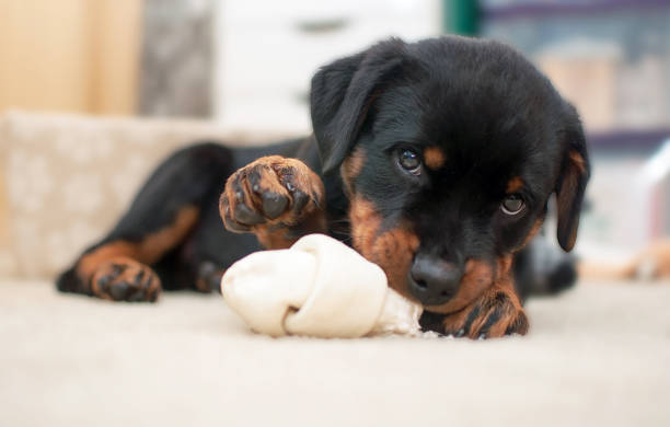 Rottweiler Puppy 1 Rottweiler puppy playing with a bone rottweiler stock pictures, royalty-free photos & images