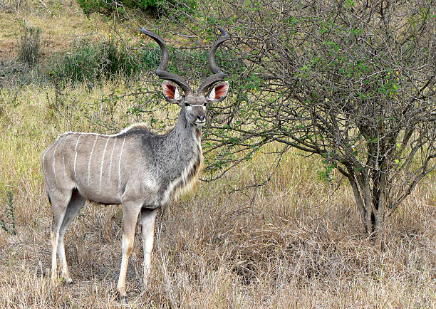 Tragelaphus strepsiceros, Kudu stock photo
