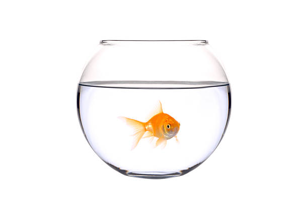 istock Golden fish (Carassius Auratus)  in a bowl 140476885