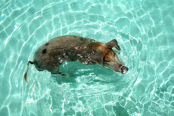 Swimming pig in Bahamas stock photo