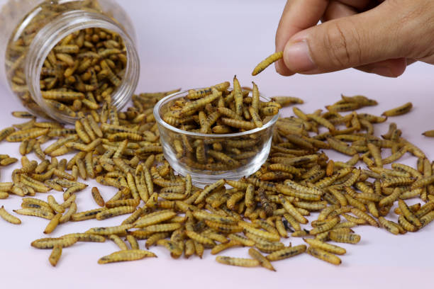 1,600+ Brown Maggots Stock Photos, Pictures & Royalty-Free Images
