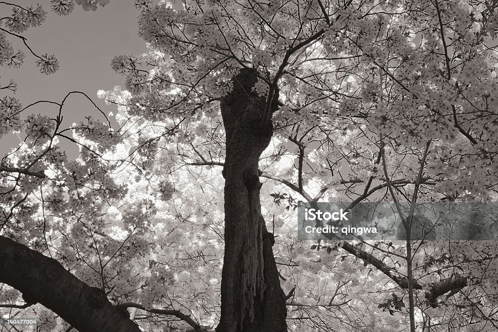 Blanco y negro de edad trenzado Cherry Tree cerezos en flor - Foto de stock de Belleza de la naturaleza libre de derechos