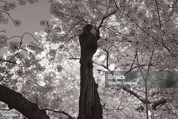 ブラックとホワイトの古いツイストサクラの木の花 - ねじれたのストックフォトや画像を多数ご用意 - ねじれた, まぶしい, アメリカ合衆国