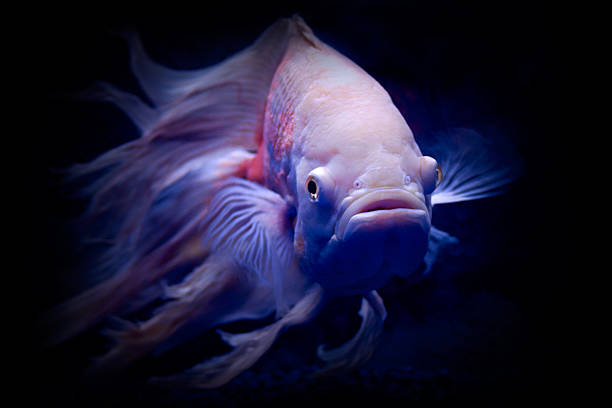 istock Oscar Fish in The Dark 140477114