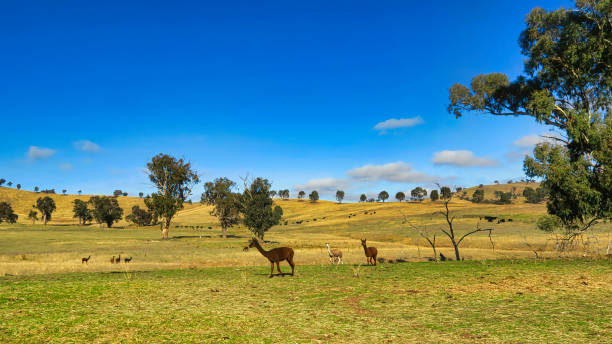 istock Trees Rolling Hills Alpacas and Cows in Paddocks at Mt Adrah NSW 1404771619