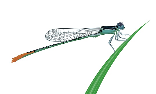 Vector illustration, Damselfly or Zygoptera, perched on the grass, isolated on a white background.