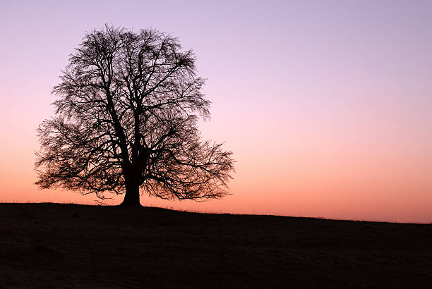 lonely tree ストックフォト