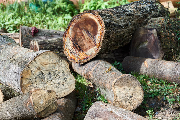istock Close-Up of tree rings texture background 1404773273