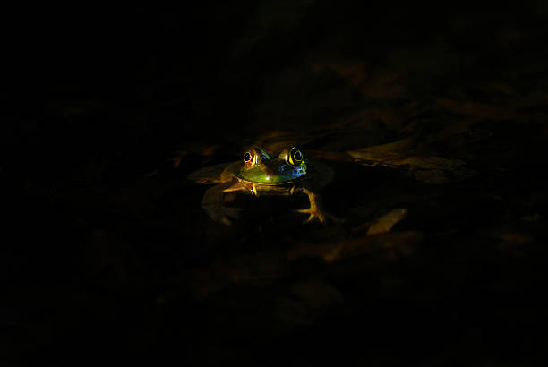 istock Big eyes in the dark 140477350