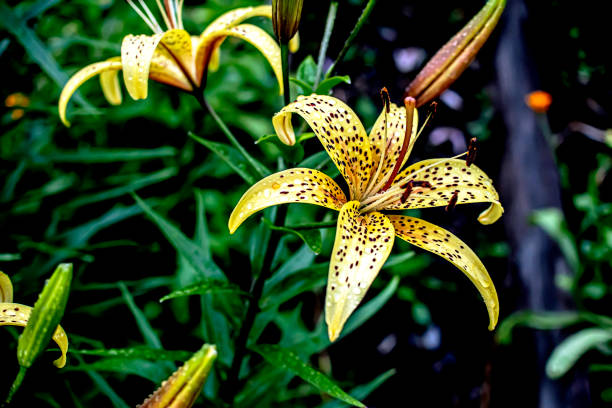 istock beautiful blooming yellow tiger lilies with raindrops 1404774342