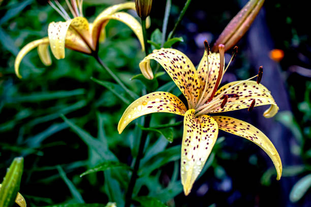 istock beautiful blooming yellow tiger lilies with raindrops 1404774343