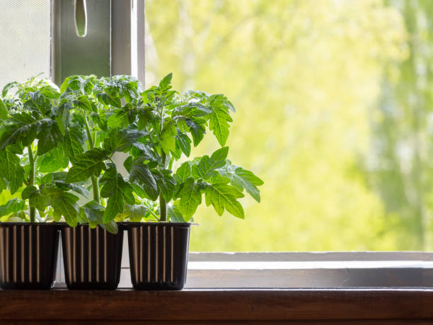 istock Tomato seedlings growing in small plastic containers on a wooden rustic windowsill 1404774378