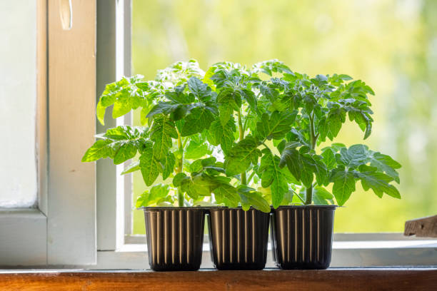 istock Tomato seedlings growing in small plastic containers on a wooden rustic windowsill 1404774382