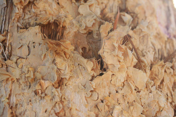 Old thirsty  sycamore tree trunk is peeling