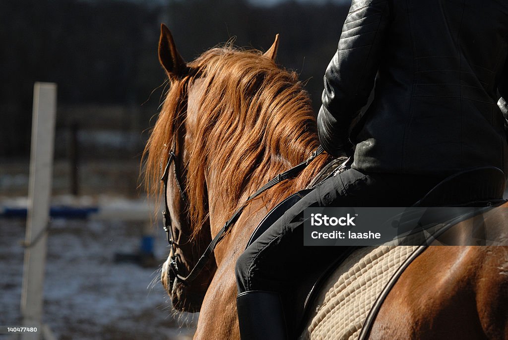 groats на лошади - Стоковые фото Амбар роялти-фри