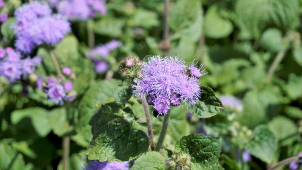 bluemink, mexican ageratum, flossflower, blue billygoatweed로도 알려진 ageratum houstonianum의 아름다운 꽃 - whiteweed 뉴스 사진 이미지