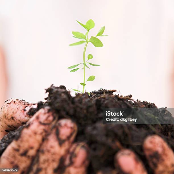 Crescimento - Fotografias de stock e mais imagens de Agricultura - Agricultura, Botânica - Ciência de plantas, Começo