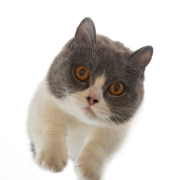 istock low angle view of a british shorthair cat 1404776308