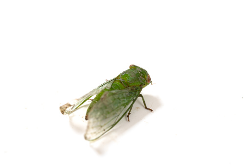 a green Cicada on a white background