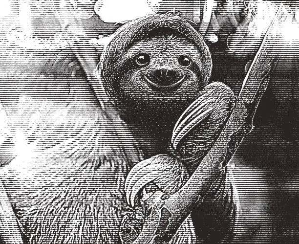 Vector illustration of Happy Sloth climbing tree in Panama