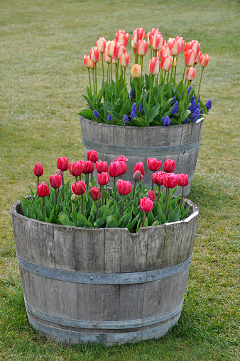 Two wooden barrel planters filled with beautiful pink spring tulips