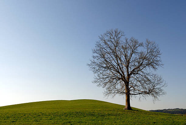 Solitario albero e Cielo sereno - foto stock