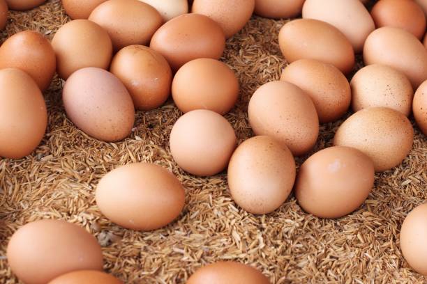 domowe jaja kurze - animal egg eggs basket yellow zdjęcia i obrazy z banku zdjęć