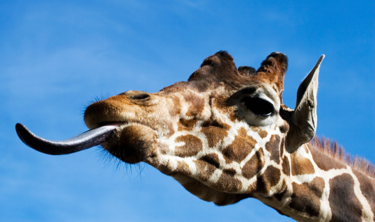 funny giraffe with sticking out tongue