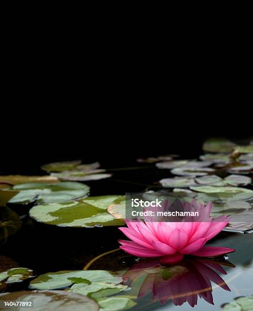 Nella Luce - Fotografie stock e altre immagini di Acqua - Acqua, Ambientazione tranquilla, Botanica