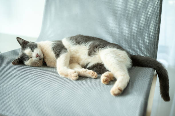 Cute cat sleeping on the chair. Cats are relatively low maintenance compared to dogs which need companionship, walking, training etc. sighing stock pictures, royalty-free photos & images